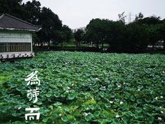 -荔湾湖公园