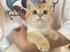 -lincat·猫舍(广州店)