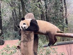 -杭州动物园
