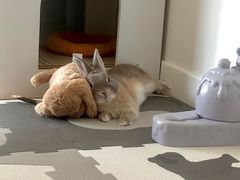 -爱侣宠医·鹦鹉专科·小型哺乳类·异宠专科(灵石路店)