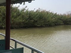 -大湾区中央湿地公园