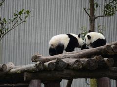 -卧龙中华大熊猫苑神树坪基地