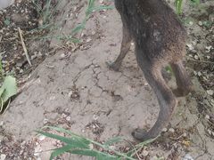 -北京麋鹿生态实验中心
