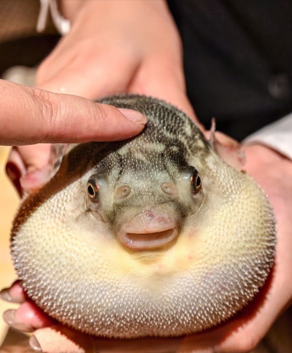 玩河豚也太上头了吧