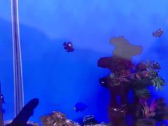 -北戴河圣蓝海洋公园