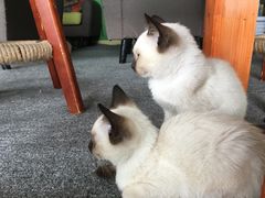 -喵店&猫咖