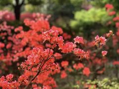 -上海滨江森林公园