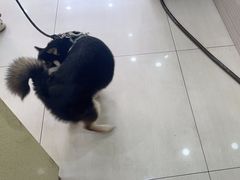 -天宠宠物医院24小时·急重症诊疗中心·全科·腔镜特色(和平分院)