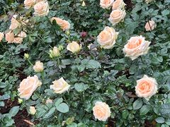 -人民公园(罗湖区)