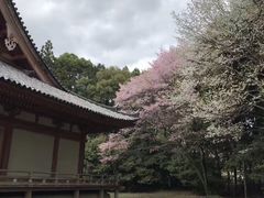 -醍醐寺