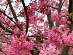 -天适樱花悠乐园