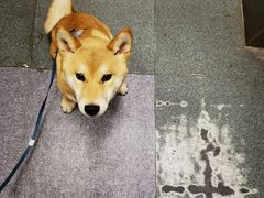 -宠福鑫康馨动物医院·骨科·眼科