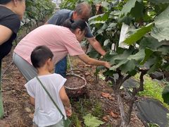 -马陆小张葡萄园农家乐