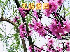 -无锡蠡湖国家湿地公园-蠡园