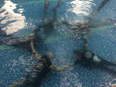 -西吉马游泳健身(协信店)