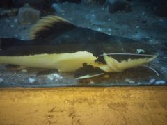 -东方巨龟苑景区