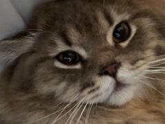 -爱诺耐芙动物医院(万博店)