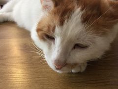 -平行世界·猫咖(首经贸店)
