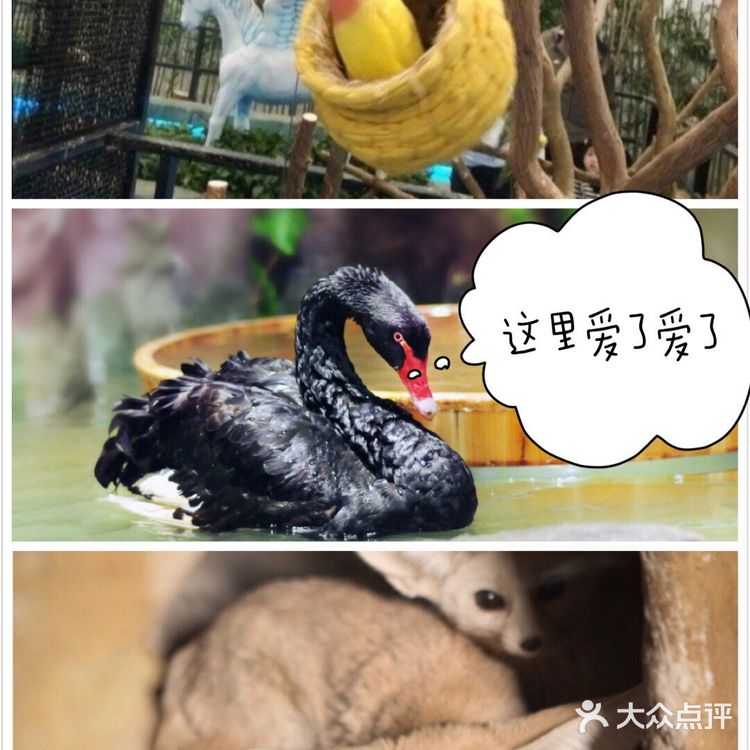 宝贝超喜欢的萌宠乐园💕,爱了爱了!