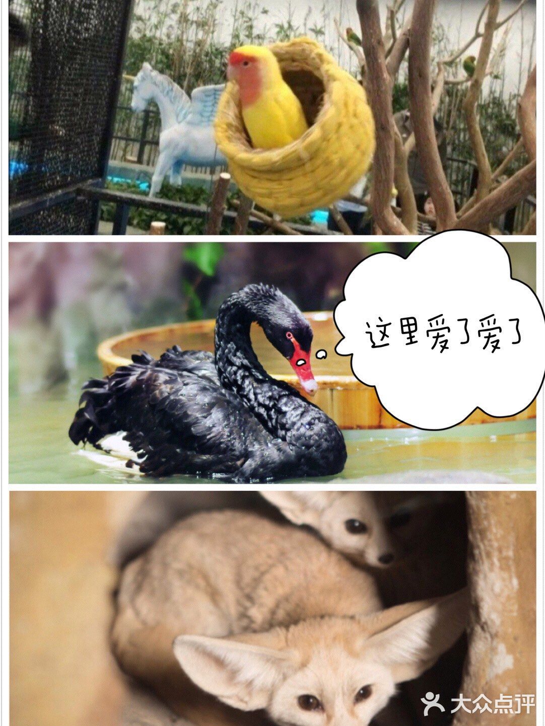 宝贝超喜欢的萌宠乐园💕，爱了爱了！