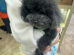 -美联众合动物医院·24h转诊中心