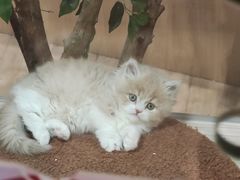 -屋虎猫馆(宝安大仟里店)