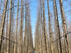 -东平国家森林公园