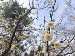 -梅花山(明孝陵内)