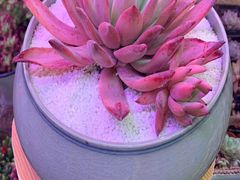 -花鸟鱼虫鲜花绿植市场(玉泉路店)