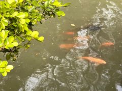 -上海醉白池公园