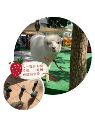 -萌宠亲子动物乐园(槐房万达店)