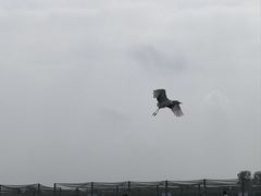 -盐城丹顶鹤湿地生态旅游区