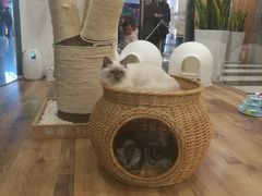 -袖虎·猫馆(体育西路店)