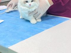 -北京观赏动物医院·24小时大型综合·猫专科·异宠专科