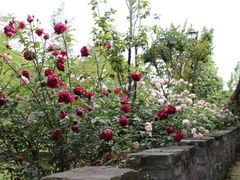 -洪湖湿地生态园