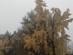 -成都市文殊院