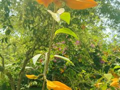 -中国科学院西双版纳热带植物园