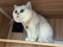 -钦宠·猫咪售卖·洗护·寄养(东圃旗舰店)
