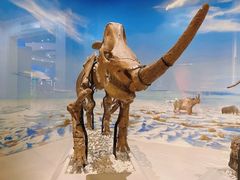 -国家自然博物馆