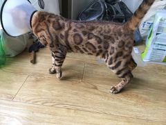 术后第二天-伟伟宠物医院·CT影像中心·瑞派犬猫综合性门诊(汉口总院)