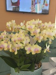 -雅曼妮spa美容养生