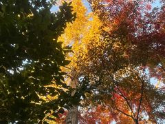 -秋霞圃