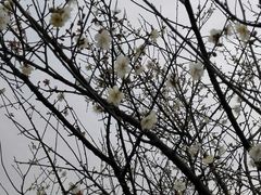 -松山湖梦幻百花洲