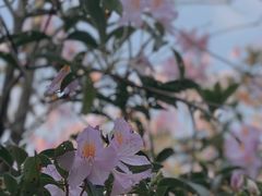 -梧桐山风景名胜区