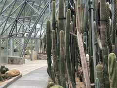 -深圳仙湖植物园