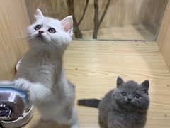 -屋虎猫馆(宝安大仟里店)