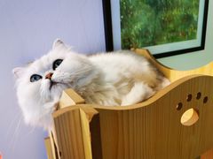 -喵屿·大理花园猫咖