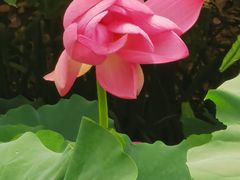 -洛阳市隋唐城遗址植物园