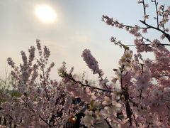 -永定河休闲森林公园