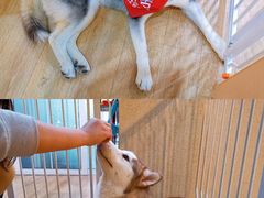 -Husky Go! 哈士奇体验馆·宠物咖啡厅狗咖